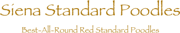 Siena Standard Poodles
Best-All-Round Red Standard Poodles 
